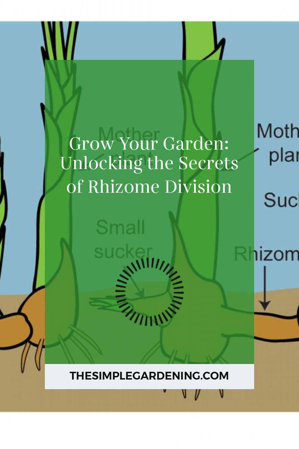 Grow Your Garden: Unlocking the Secrets of Rhizome Division